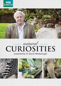 دانلود سریال Natural Curiosities382054-1204152265