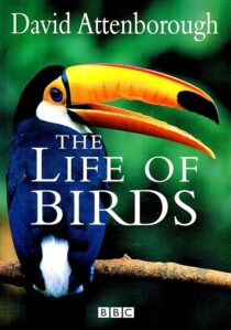 دانلود مستند The Life of Birds382058-969956738