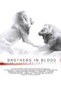 دانلود مستند Brothers in Blood: The Lions of Sabi Sand 2015424819-2052289117