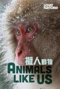 دانلود مستند Animals Like Us423066-1756359428